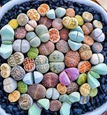 200 PCS Seeds Mix Lithops Bonsai Living Stones Succulent Cactus Organic Garden Bulk Plant