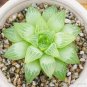 200 PCS Seeds Rainbow YuLu Bonsai, Potted Succulents Fleshy