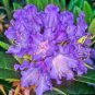 200 PCS Seeds True Rhododendron Flower Flores Potted 24 Varieties