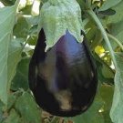 200 PCS Seeds Eggplant Black Big Vegetables