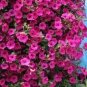 200 PCS Seeds Funny Climbing Plants for Home Garden Planting Planting Petunia Plant