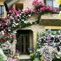 200 PCS Seeds Funny Climbing Plants for Home Garden Planting Planting Petunia Plant