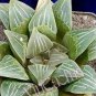 20 PCS Seeds 'Ice Crystal' Bingpo Haworthia