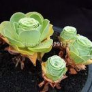 200 PCS Seeds Mountain Rose Bonsai