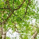 200 PCS Seeds Rare Best Ginkgo Tree African Outdoor Bright Tree Plant Beautiful Perennial Garden 200 PCS Seeds Rare Best Ginkgo Tree African Outdoor Bright Tree Plant Beautiful Perennial Garden