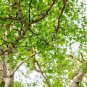 200 PCS Seeds Rare Best Ginkgo Tree African Outdoor Bright Tree Plant Beautiful Perennial Garden