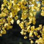 200 PCS Seeds Rare Best Ginkgo Tree African Outdoor Bright Tree Plant Beautiful Perennial Garden