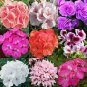 200 PCS Seeds Rare Color Geranium Plant
