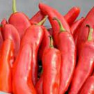 400 PCS Seeds Red Hot Chili Pepper