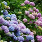 100 PCS Seeds Hydrangea Mixed Climbing Plants 100 PCS Seeds Hydrangea Mixed Climbing Plants