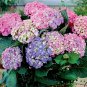 100 PCS Seeds Hydrangea Mixed Climbing Plants