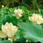 20 PCS Seeds Rare Mixed 9 Colors Nelumbo nucifera Lotus Flowers