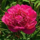 10 PCS Seeds 'Touguan Bride' Peony