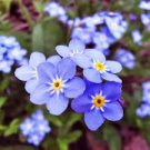 120 PCS Seeds Blue Myosotis Sylvatica Forget-me Flower