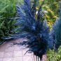 800 PCS Seeds Bulish Black Pampas Grass
