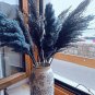800 PCS Seeds Bulish Black Pampas Grass