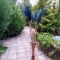 800 PCS Seeds Bulish Black Pampas Grass