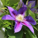 200 PCS Seeds Clematis Plant Outdoor