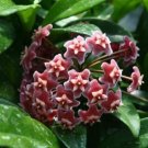 200 PCS Seeds Flower Bonsai Hoya Kerrii (December Orchid)