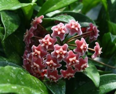 200 PCS Seeds Flower Bonsai Hoya Kerrii (December Orchid)