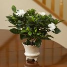 200 PCS Seeds Flower Gardenia Fragrant Indoor Office Desk Bonsai