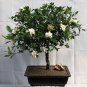 200 PCS Seeds Flower Gardenia Fragrant Indoor Office Desk Bonsai