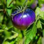 200 PCS Seeds Heirloom Small Bright Purple Tomato Hybrid F1