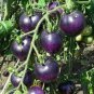 200 PCS Seeds Heirloom Small Bright Purple Tomato Hybrid F1