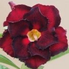 2 PCS Seeds Imported 'mikonos girl' Adenium Desert rose