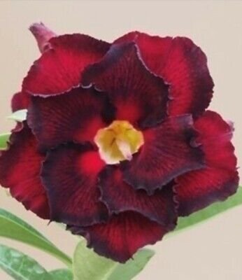 2 PCS Seeds Imported 'mikonos girl' Adenium Desert rose