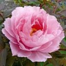 16 PCS Seeds Red Peony Paeonia Suffruticosa The King Of Flowers