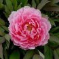 16 PCS Seeds Red Peony Paeonia Suffruticosa The King Of Flowers