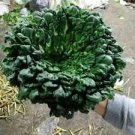 80 PCS Seeds Wuta-tsai Organic Vegetables