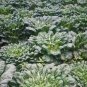 80 PCS Seeds Wuta-tsai Organic Vegetables
