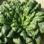 80 PCS Seeds Wuta-tsai Organic Vegetables