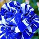 6 PCS Seeds Adenium Obesum Blue with White Stripes