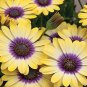 200 PCS Seeds African Blue Eyed Daisy Flower Osteospermum