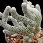 10 PCS Seeds Avonia Albissima