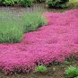 400 PCS Seeds Creeping Thyme Rock Cess Plant- Pink Flowers