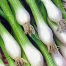60 PCS Seeds Heirloom Green Drumstick Scallion