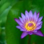 2 PCS Seeds Purple Lotus Flowers Purple Water Lily Nymphaea Caerulea