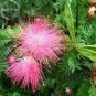 20 PCS Seeds Rare Outdoor Sybian Rain Silk Tree