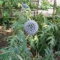 60 PCS Seeds Echinps latifolius Tausch Flower