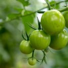 400 PCS Seeds Green Cherry Tomato