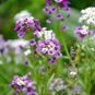 200 PCS Seeds Rare Colorful Wrinkleds