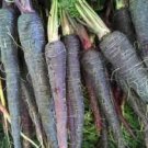 200 PCS Seeds Rare Organic Dark Purple Edible Carrot