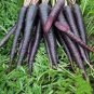 200 PCS Seeds Rare Organic Dark Purple Edible Carrot