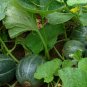 40 PCS Seeds Small Emerald Gem Melon Cucumis Melo