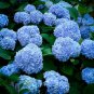30 PCS Seeds Blue Hydrangea Paniculata Grandiflora