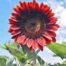 200 PCS Seeds 'Hongyun' Dark Red Sunflower